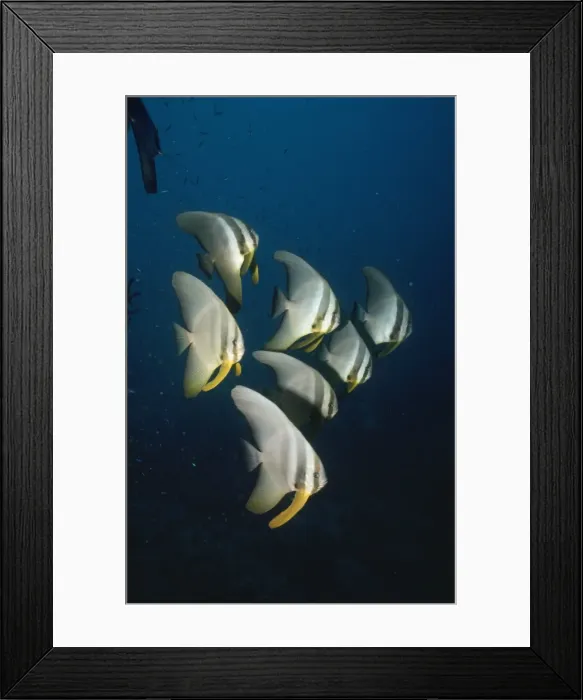Framed Print : Batfish Indo Pacific, Papua New Guinea Framed Print : Batfish Indo Pacific, Papua New Guinea