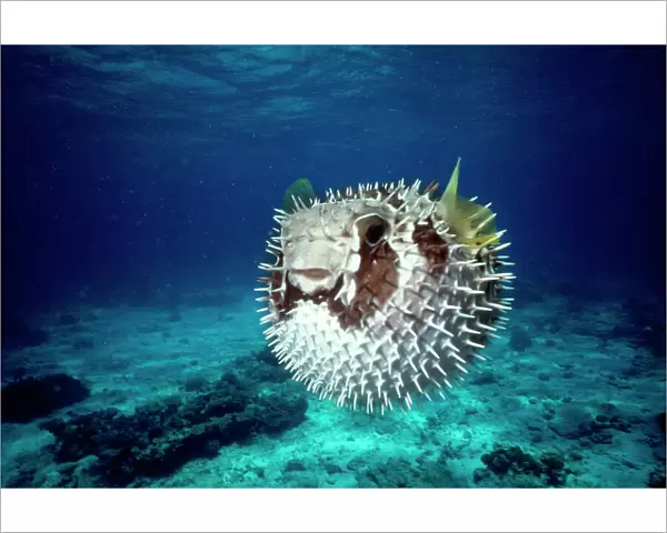 Black Bloched Porcupine Fish - puffed up