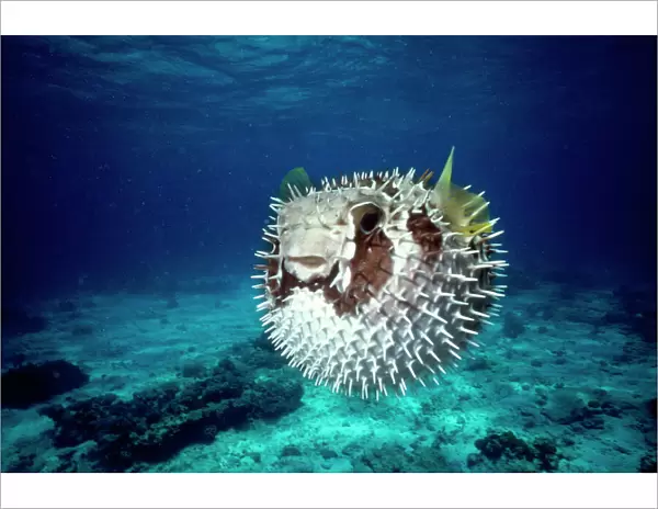 Black Bloched Porcupine Fish - puffed up