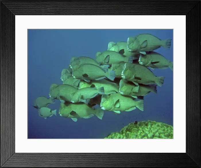 Framed Print : Double-headed / Giant Bump headed / Giant Parrotfish - The largest of their species in the world clumping together in a family group. This type of behavour is very rarely seen. Raine Island. Great Barrier Reef. Australia Framed Print : Double-headed / Giant Bump headed / Giant Parrotfish - The largest of their species in the world clumping together in a family group. This type of behavour is very rarely seen. Raine Island. Great Barrier Reef. Australia