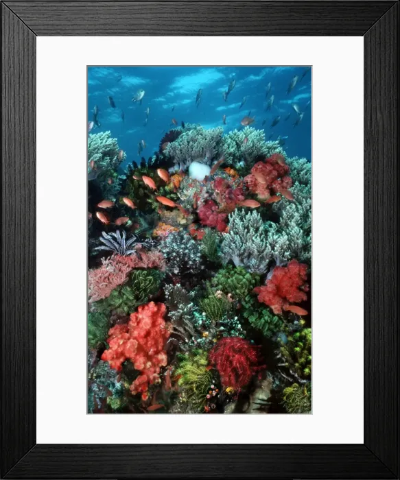 Framed Print : Coral wall - Komodo Marine Park is world famous for its rich and colourful marine life Pink Sand Beach, Komodo Island, Indonesia Framed Print : Coral wall - Komodo Marine Park is world famous for its rich and colourful marine life Pink Sand Beach, Komodo Island, Indonesia