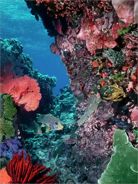 Underwater coral reef scene - Colourful marine life at depth of 12m Komodo Island. Indonesia
