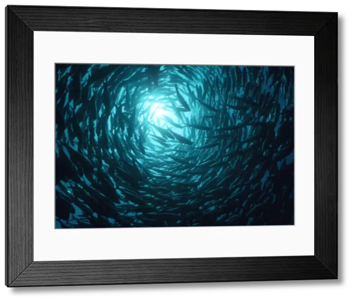 Framed Print : Rainbow Runners - School. Rainbow Runners are considered a good bait fish They grow to 170 cm. and are pelagic. Lady Elloit Island. Great Barrier Reef. Australia FIS-085 Framed Print : Rainbow Runners - School. Rainbow Runners are considered a good bait fish They grow to 170 cm. and are pelagic. Lady Elloit Island. Great Barrier Reef. Australia FIS-085