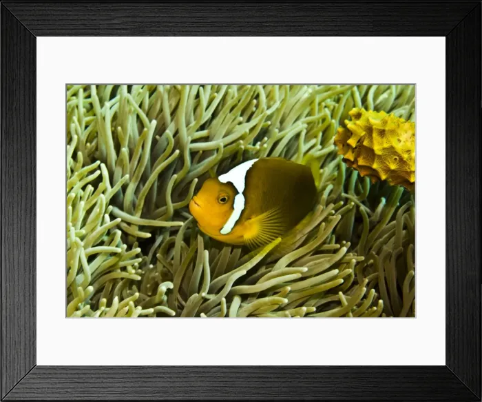 Framed Print : Anemonefish - Unusual hybrid only seen in the PNG Solomon Islands area and not often - Papua New Guinea Framed Print : Anemonefish - Unusual hybrid only seen in the PNG Solomon Islands area and not often - Papua New Guinea