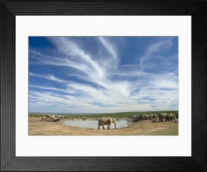 Framed Print : African Elephant herd at Hapoor waterhole. Addo Elephant National Park, Eastern Cape, South Africa Framed Print : African Elephant herd at Hapoor waterhole. Addo Elephant National Park, Eastern Cape, South Africa