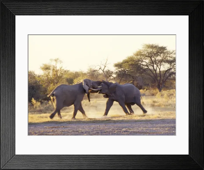 Framed Print : African Elephant - bulls fighting Botswana, African