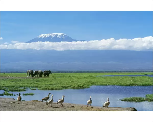 African Elephant - females & calves, Kilimanjaro in background. Amboseli National Park, Kenya, Africa