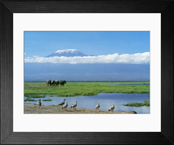 Framed Print : African Elephant - females & calves, Kilimanjaro in background. Amboseli National Park, Kenya, Africa Framed Print : African Elephant - females & calves, Kilimanjaro in background. Amboseli National Park, Kenya, Africa