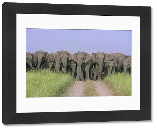 Herd of Indian  /  Asian Elephants blocking the track, Corbett National Park, India