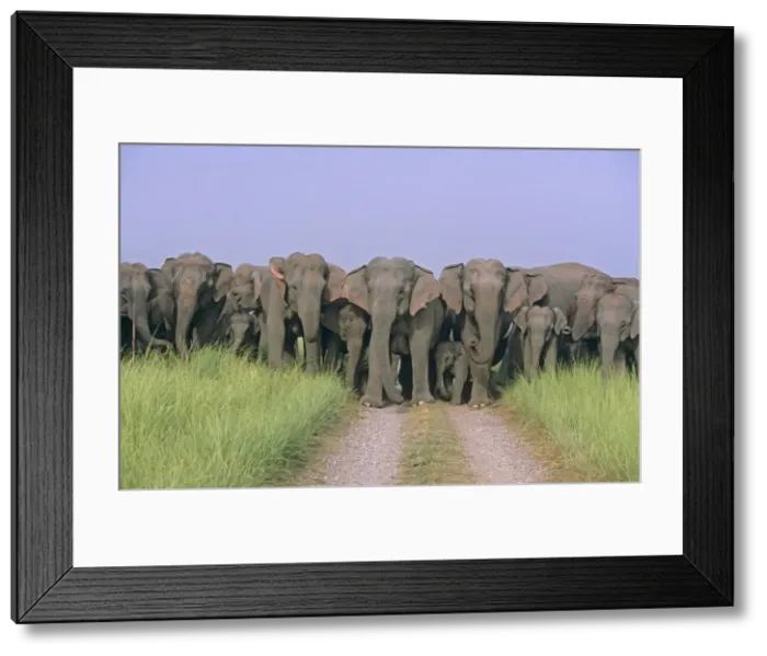 Framed Print : Herd of Indian / Asian Elephants blocking the track, Corbett National Park, India Framed Print : Herd of Indian / Asian Elephants blocking the track, Corbett National Park, India