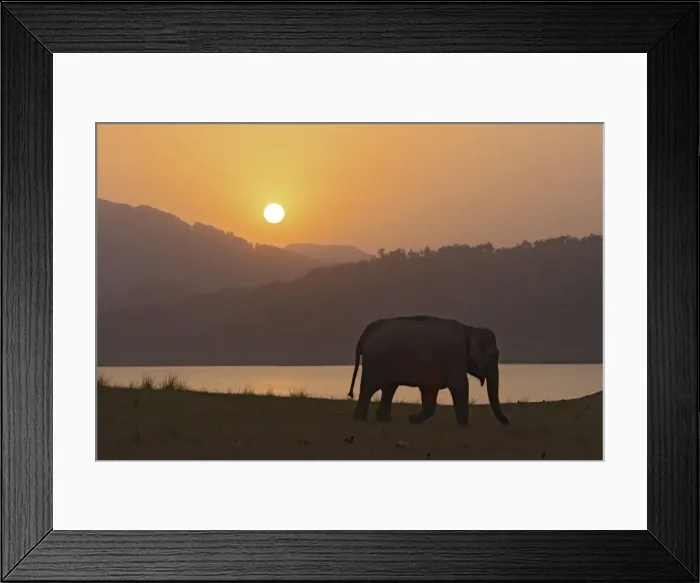 Framed Print : Indian / Asian Elephant - silhoutted at sunset. Corbett National Park - Uttaranchal - India Framed Print : Indian / Asian Elephant - silhoutted at sunset. Corbett National Park - Uttaranchal - India