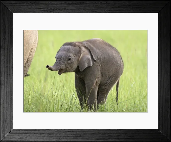 Framed Print : Indian / Asian Elephant - calf Corbett National Park, Uttaranchal, India Framed Print : Indian / Asian Elephant - calf Corbett National Park, Uttaranchal, India
