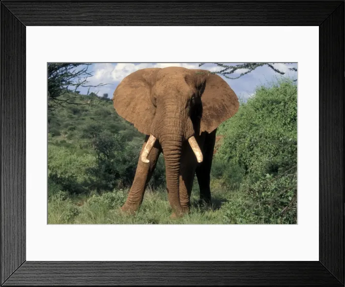 Framed Print : African Elephant Framed Print : African Elephant