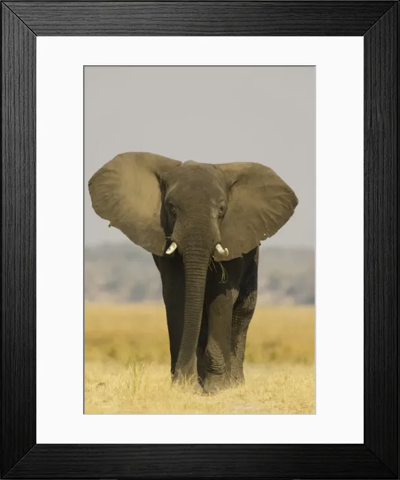 Framed Print : African Elephant - Bull displays his ears in order to warn the photographer. Chobe National Park, Botswana