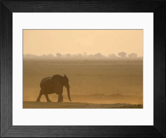 Framed Print : African Elephant - Female on her way to the Chobe River in the evening. Chobe National Park, Botswana Framed Print : African Elephant - Female on her way to the Chobe River in the evening. Chobe National Park, Botswana