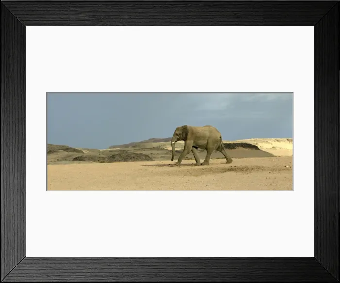 Framed Print : Desert Elephant Framed Print : Desert Elephant