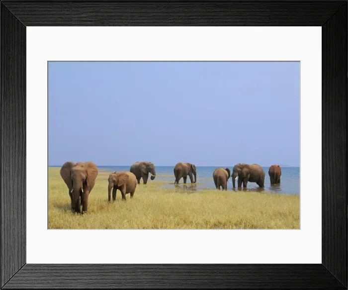 Framed Print : African Elephants - Feeding. Lake Kariba, Matusadona National Park, Zimbabwe, Africa. 3ME1117 Framed Print : African Elephants - Feeding. Lake Kariba, Matusadona National Park, Zimbabwe, Africa. 3ME1117