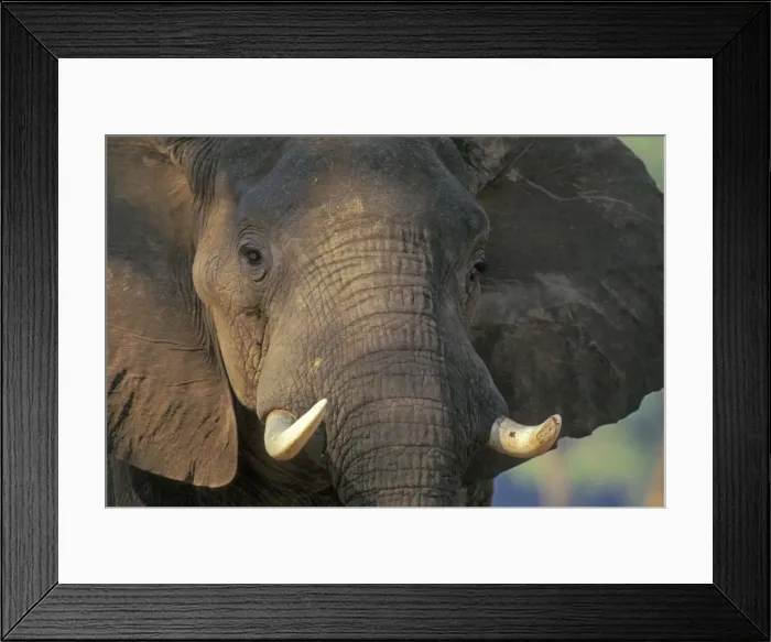 Framed Print : African Elephant Bull. Mana Pools National Park, Zimbabwe, Africa Framed Print : African Elephant Bull. Mana Pools National Park, Zimbabwe, Africa