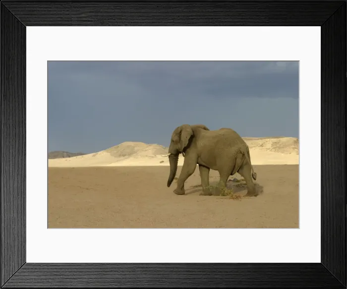 Framed Print : Desert Elephant Huab River. Namibia Framed Print : Desert Elephant Huab River. Namibia