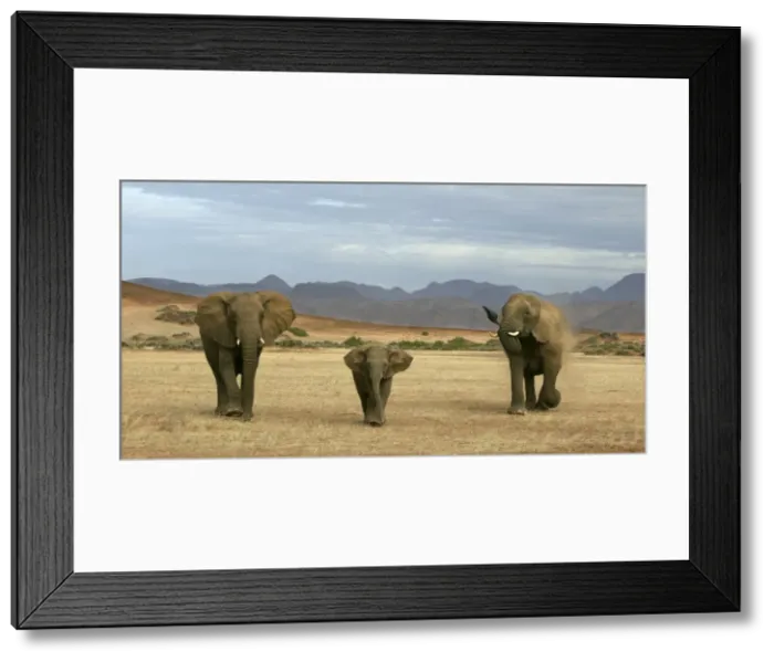 Framed Print : Desert Elephant Huab River. Namibia Framed Print : Desert Elephant Huab River. Namibia