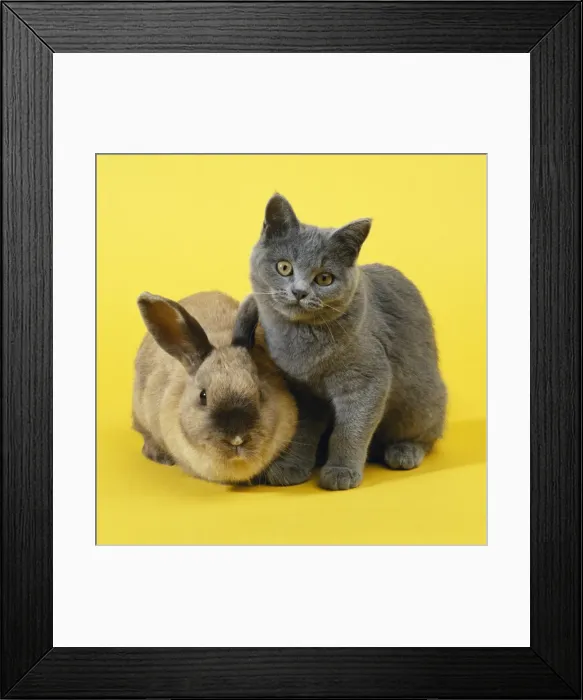 Framed Print : Rabbit & Cat - kitten Framed Print : Rabbit & Cat - kitten
