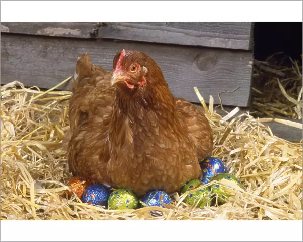 Chicken - on easter eggs