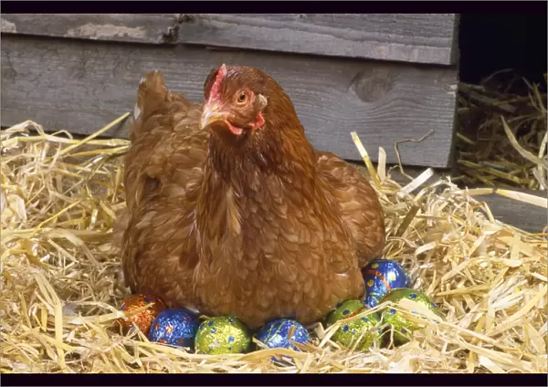 Chicken - on easter eggs