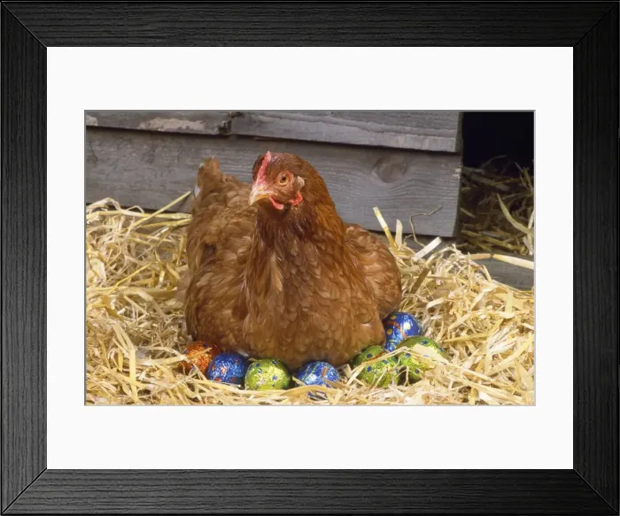 Framed Print : Chicken - on easter eggs