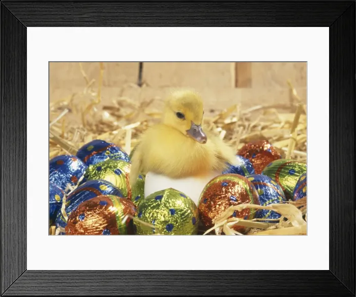 Framed Print : DUCKLING - Muscovy duckling in egg with Easter eggs Framed Print : DUCKLING - Muscovy duckling in egg with Easter eggs