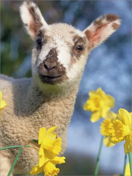 Lamb - in daffodils