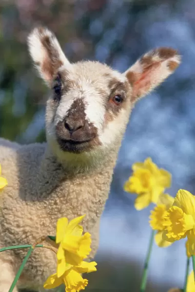 Lamb - in daffodils
