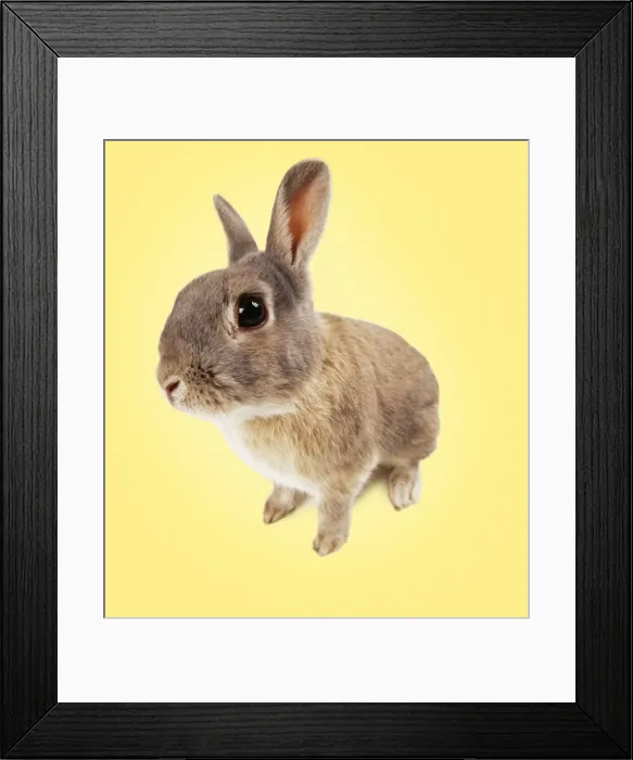 Framed Print : Rabbit - fish-eye lens. On spring yellow background Framed Print : Rabbit - fish-eye lens. On spring yellow background