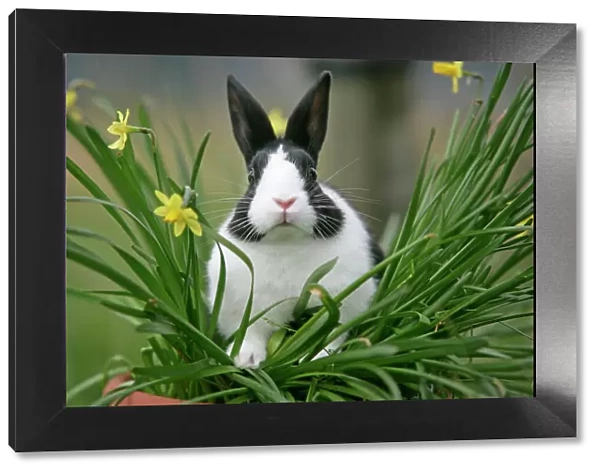 Dutch Rabbit in flowers