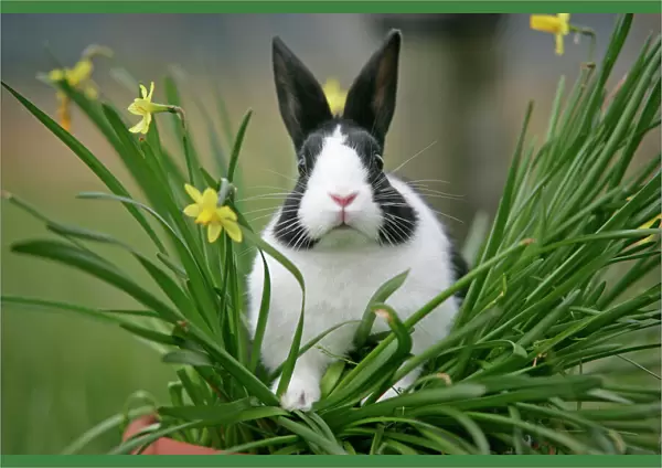 Dutch Rabbit in flowers