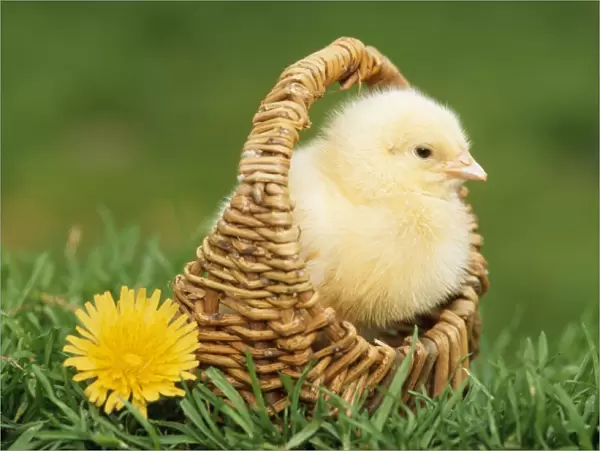 CHICKEN - Chick in basket