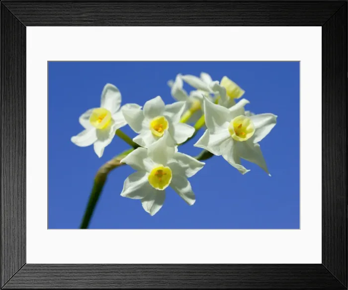Framed Print : Daffodil variety ‘Scilly White Location: Cornwall, UK Framed Print : Daffodil variety ‘Scilly White Location: Cornwall, UK