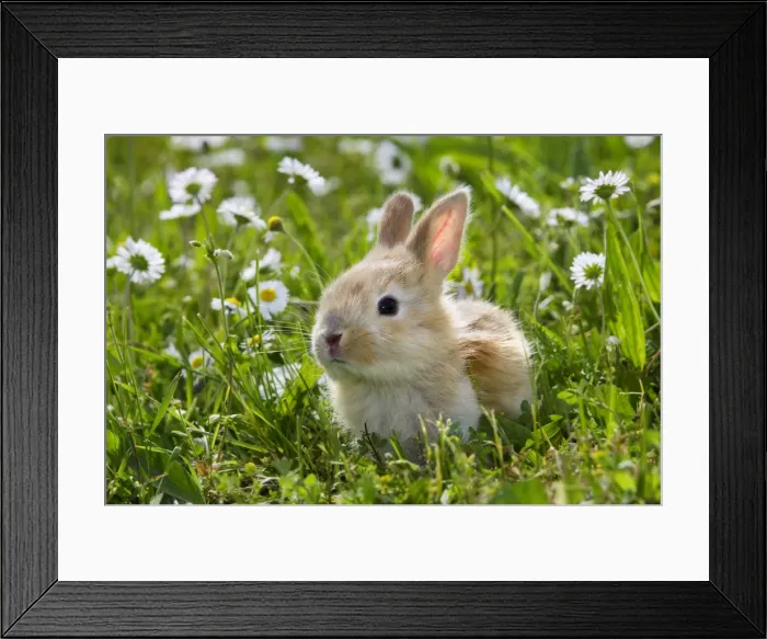 Framed Print : Domestic Rabbit - outside amongst daisies Framed Print : Domestic Rabbit - outside amongst daisies
