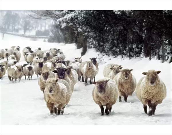 Sheep - Cross Breds in snow. Herefordshire, UK