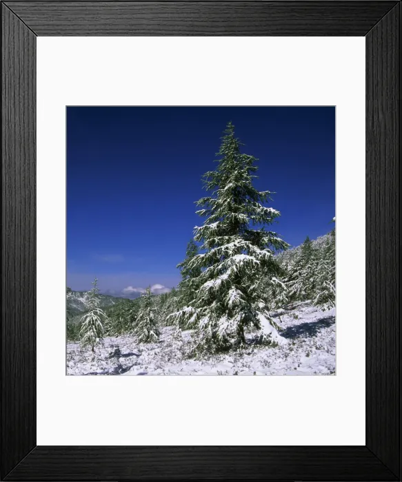 Framed Print : Russia - Fir Trees and Spruces after a snowfall, typical in high altitudes; a slope in Sengilen mountain range at 2500 m altitude June; South Tuva, Russia Tu32. 3038 Framed Print : Russia - Fir Trees and Spruces after a snowfall, typical in high altitudes; a slope in Sengilen mountain range at 2500 m altitude June; South Tuva, Russia Tu32. 3038