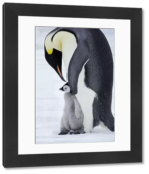 Emperor Penguin - Parent with Young Chick Aptenodytes forsteri Snow Hill Island Antarctica BI012200