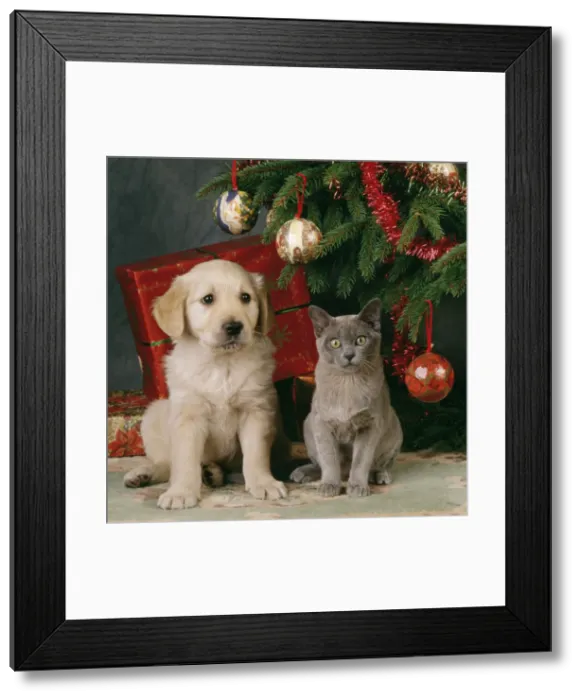 Framed Print : Dog - puppy with kitten under Christmas tree Framed Print : Dog - puppy with kitten under Christmas tree