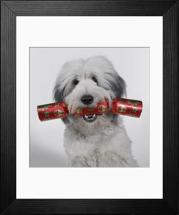 Framed Print : Dog - with cracker Framed Print : Dog - with cracker