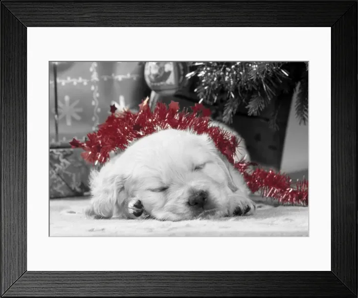 Framed Print : Golden Retriever Dog - puppy asleep under Christmas tree. Manipulated image with selective colouring Framed Print : Golden Retriever Dog - puppy asleep under Christmas tree. Manipulated image with selective colouring