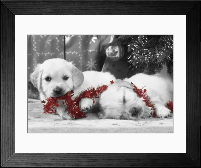 Framed Print : Dog - Golden Retriever puppies under Chirstmas tree Framed Print : Dog - Golden Retriever puppies under Chirstmas tree
