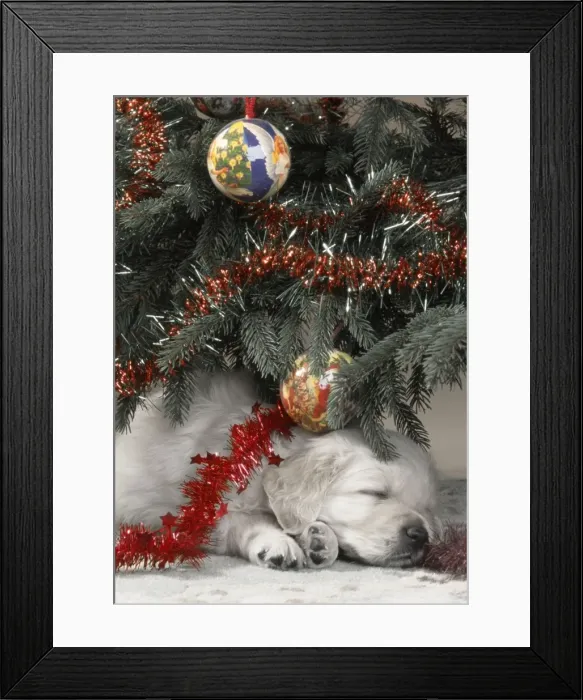 Framed Print : Dog - Golden Retriever puppy under Chirstmas tree Framed Print : Dog - Golden Retriever puppy under Chirstmas tree