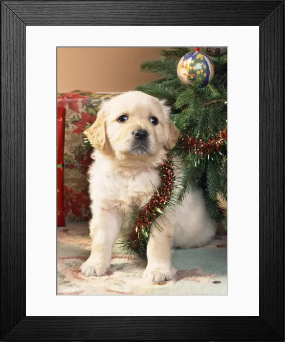 Framed Print : Dog - Golden Retriever puppy under Chirstmas tree Framed Print : Dog - Golden Retriever puppy under Chirstmas tree