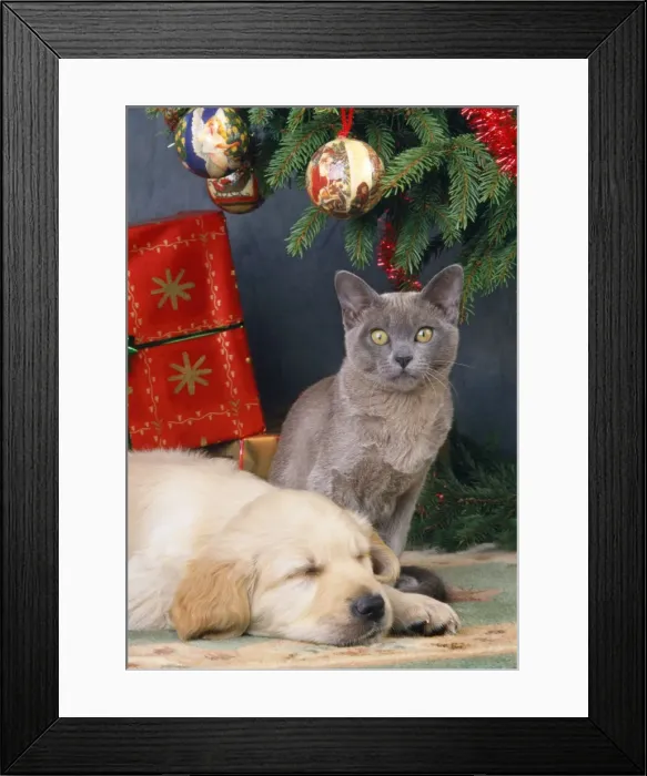 Framed Print : Dog - Golden Retriever puppy & kitten Framed Print : Dog - Golden Retriever puppy & kitten