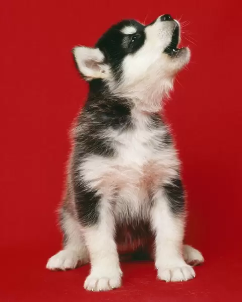 Alaskan Malamute Dog - puppy