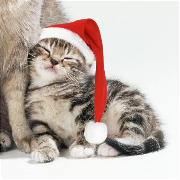 Cat - Mother & 35 day old Kitten wearing Christmas hat
