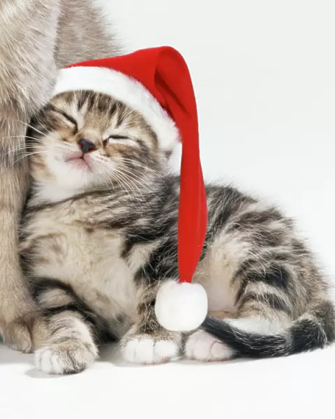Cat - Mother & 35 day old Kitten wearing Christmas hat